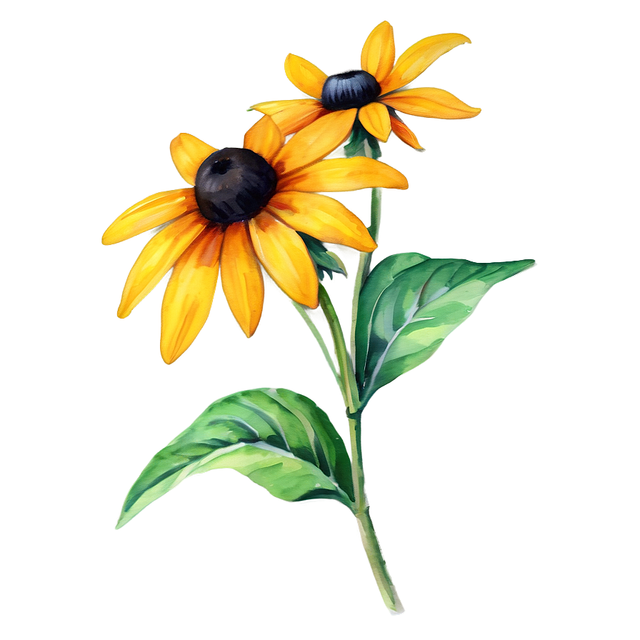 Black Eyed Susan Watercolor Art Png Vcp PNG Image