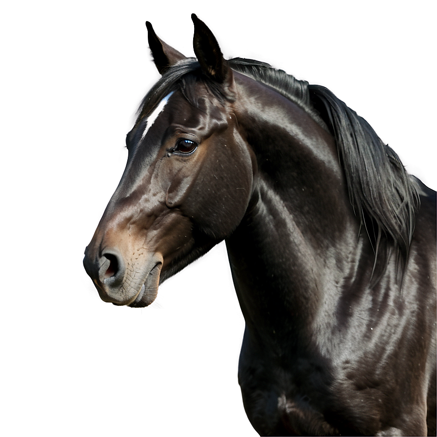 Black Horse B PNG Image