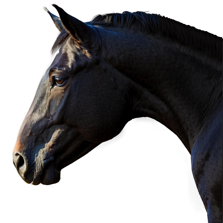 Black Horse Side Profile Png 06262024 PNG Image