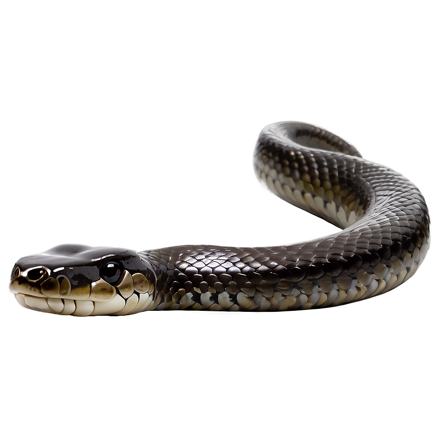 Black Mamba Snake Png Dfo PNG Image