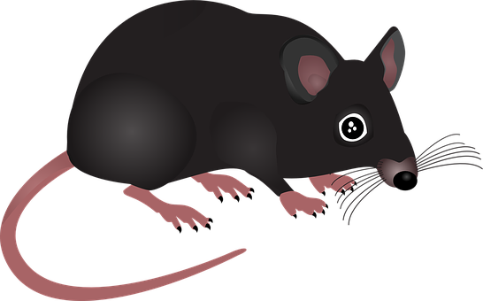 Black Mouse Illustration PNG Image