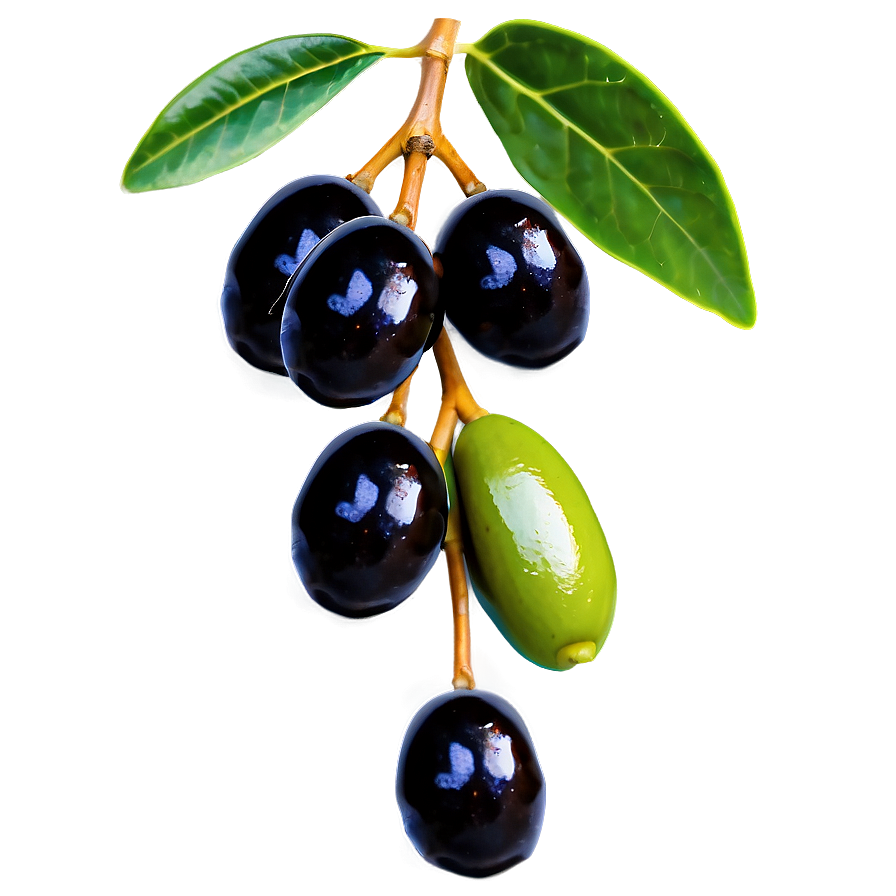 Black Olives On Branch Png Fnx99 PNG Image