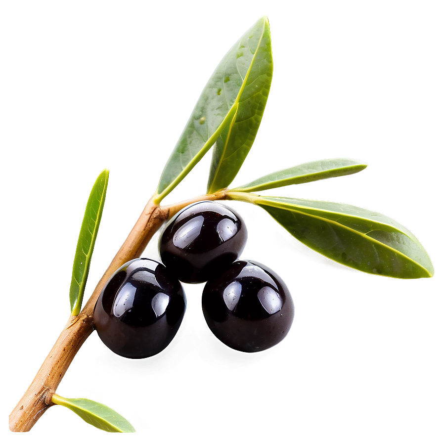 Black Olives On Branch Png Hcb PNG Image