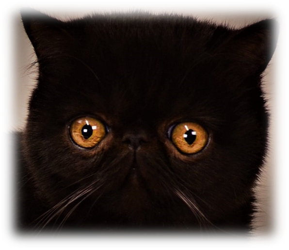 Black Persian Cat Intense Gaze PNG Image