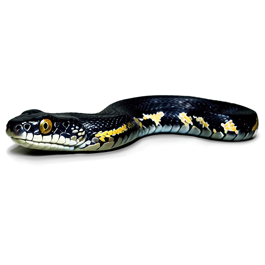 Black Python Illustration Png 06132024 PNG Image