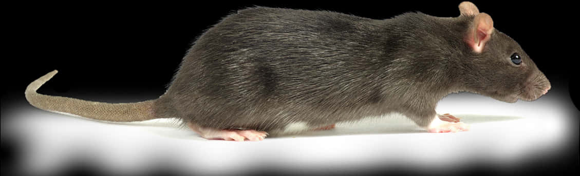 Black Rat Profile PNG Image