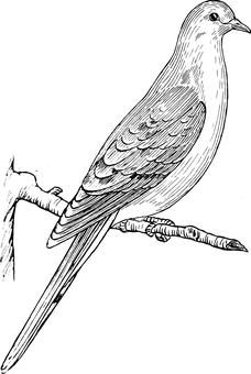 Black Screen Placeholder PNG Image