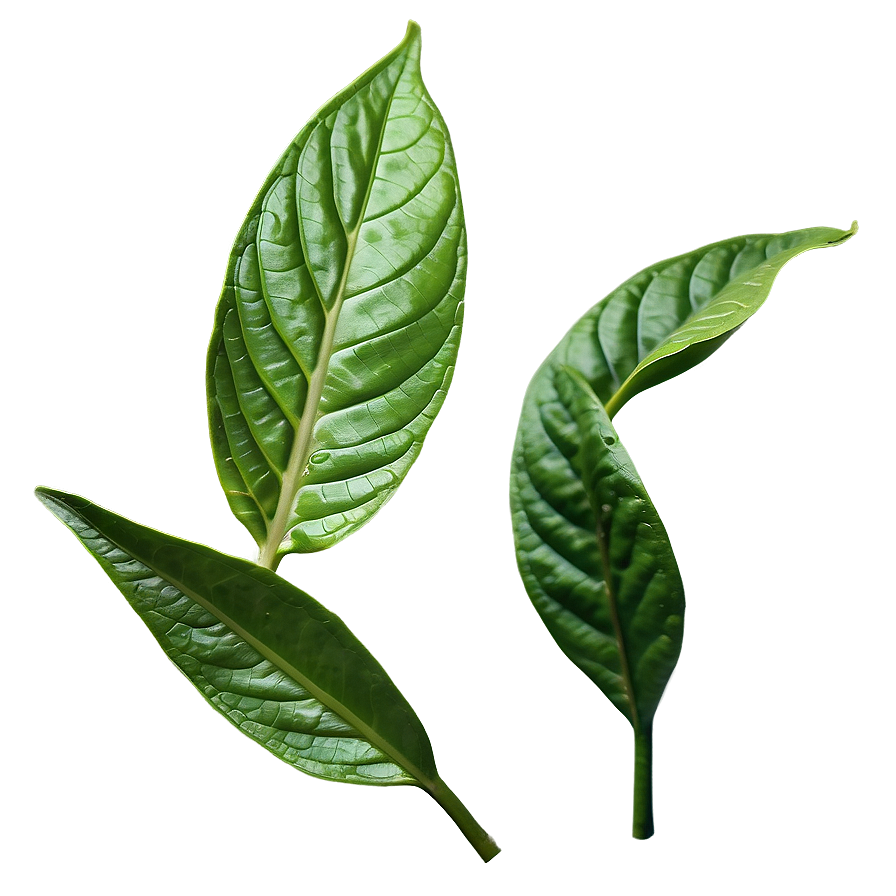 Black Tea Leaf Png Clw PNG Image