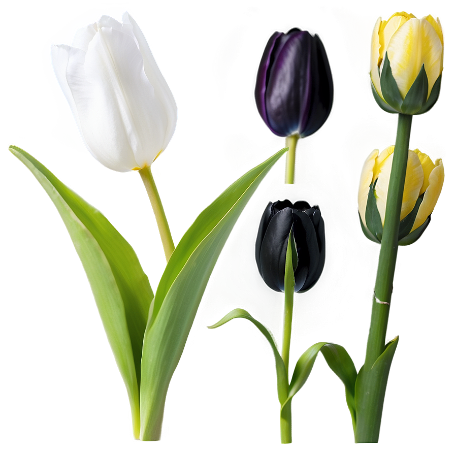 Black Tulip Png 72 PNG Image