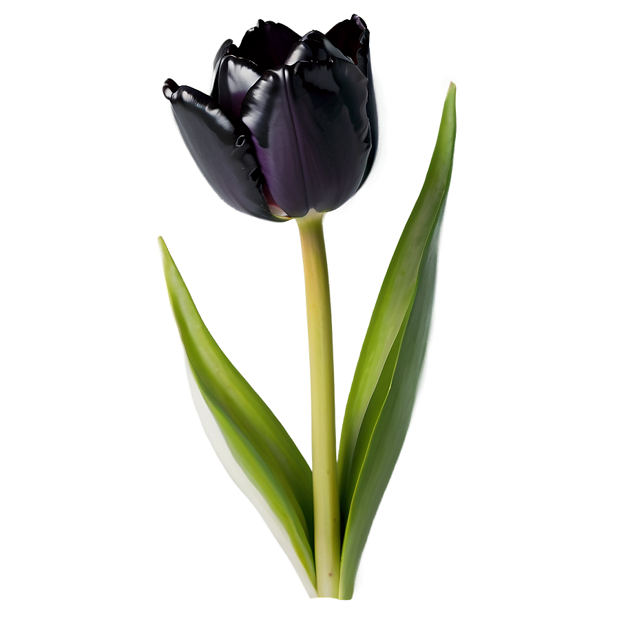 Black Tulip Png Ist61 PNG Image