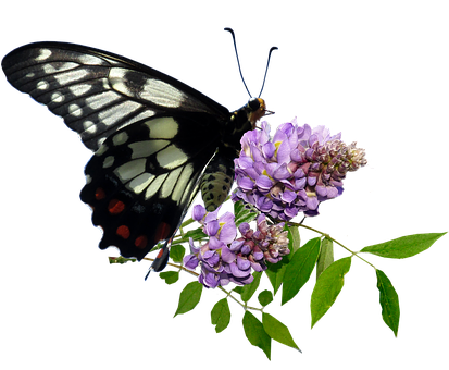 Black White Butterflyon Purple Flowers.jpg PNG Image