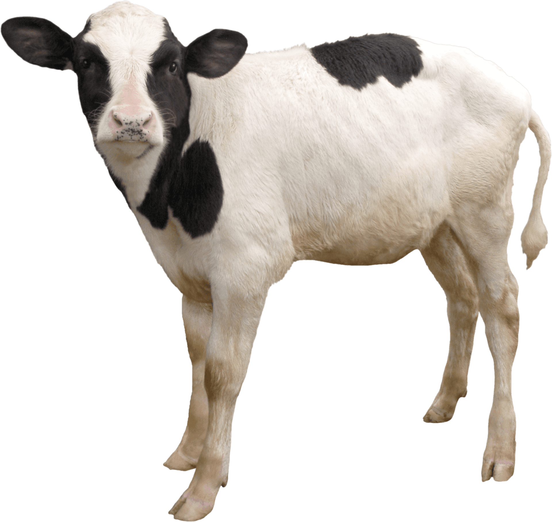 Black White Calf Standing PNG Image