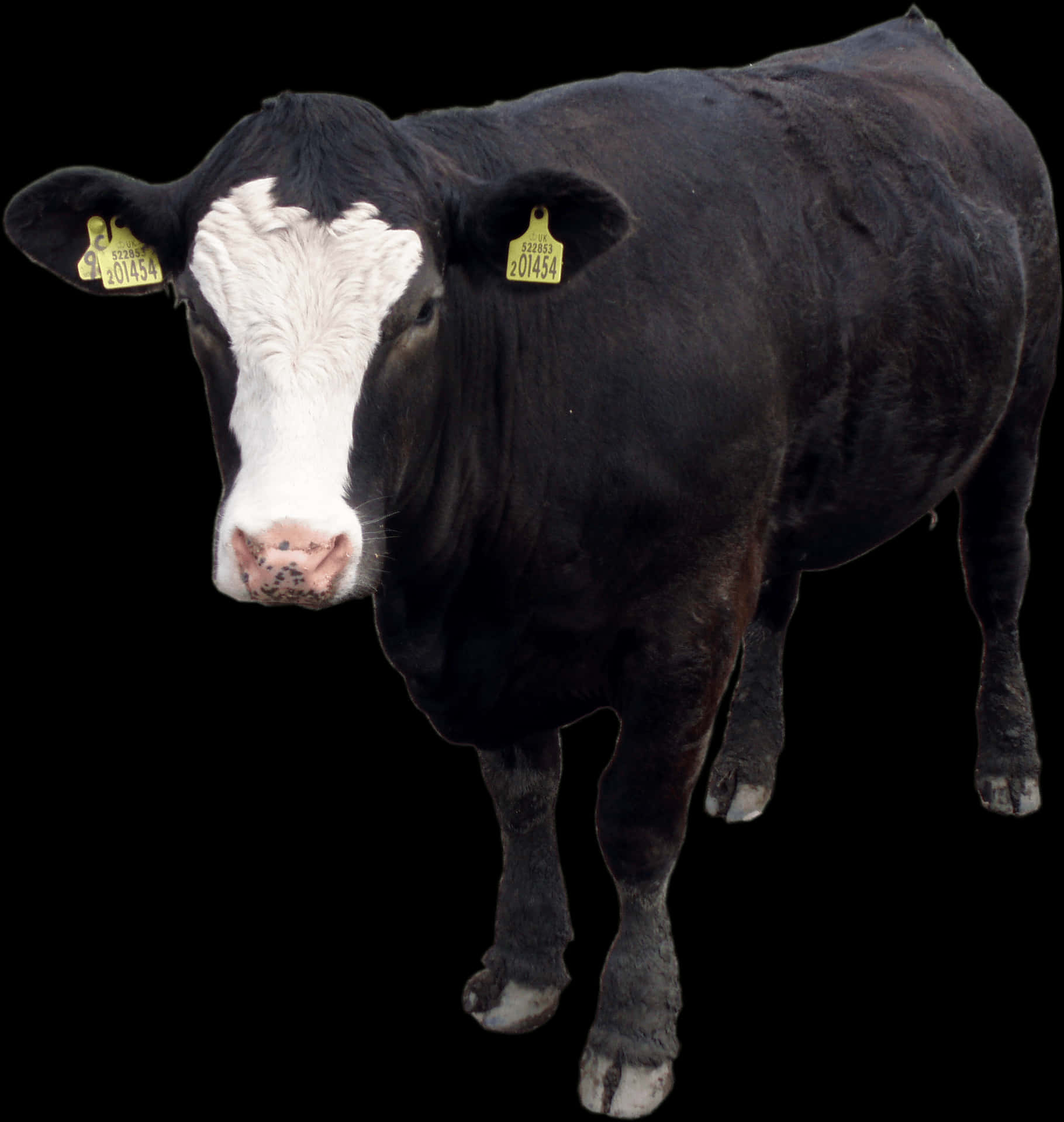 Black White Cow Isolatedon Black PNG Image