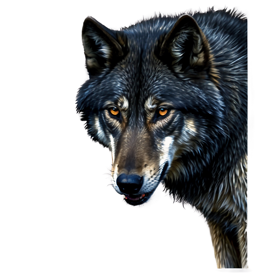 Black Wolf Portrait Png Ips PNG Image