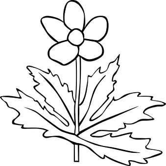 Blackand White Anemone Graphic PNG Image