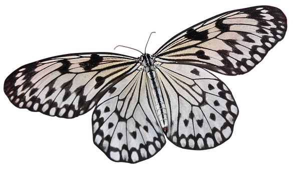 Blackand White Butterflyon Black Background.jpg PNG Image