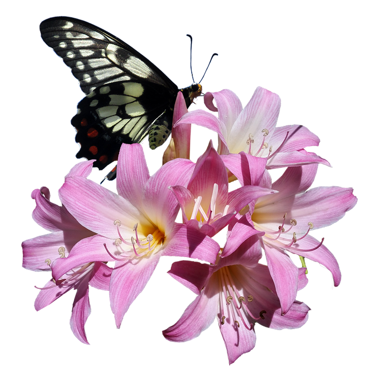 Blackand White Butterflyon Pink Lilies PNG Image