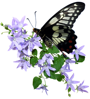 Blackand White Butterflyon Purple Flowers.jpg PNG Image