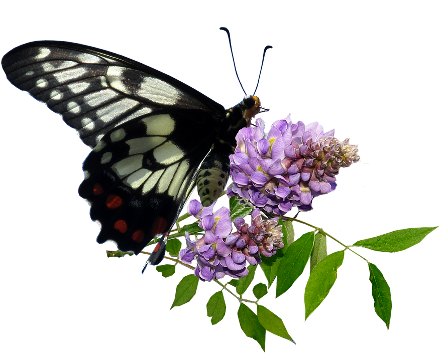 Blackand White Butterflyon Purple Flowers.png PNG Image