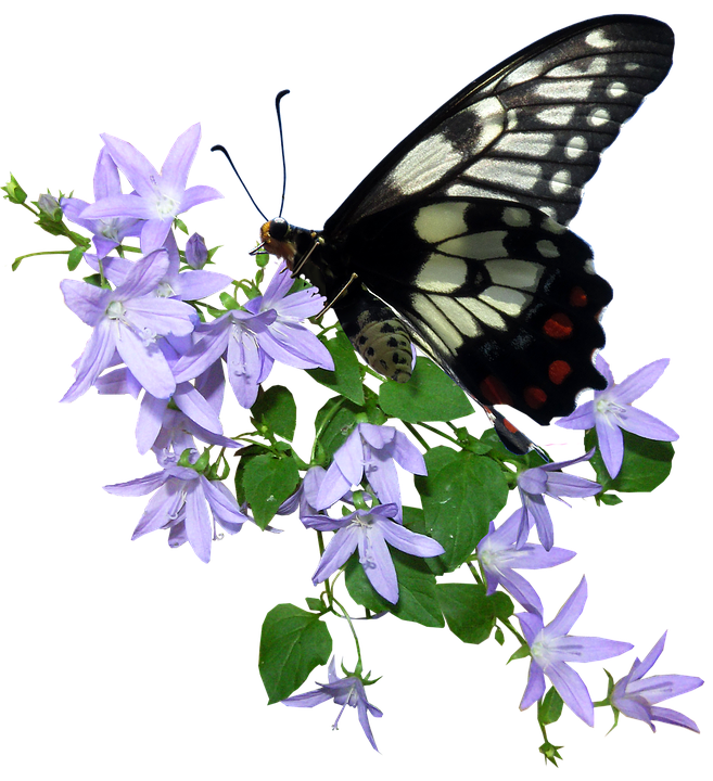 Blackand White Butterflyon Purple Flowers.png PNG Image