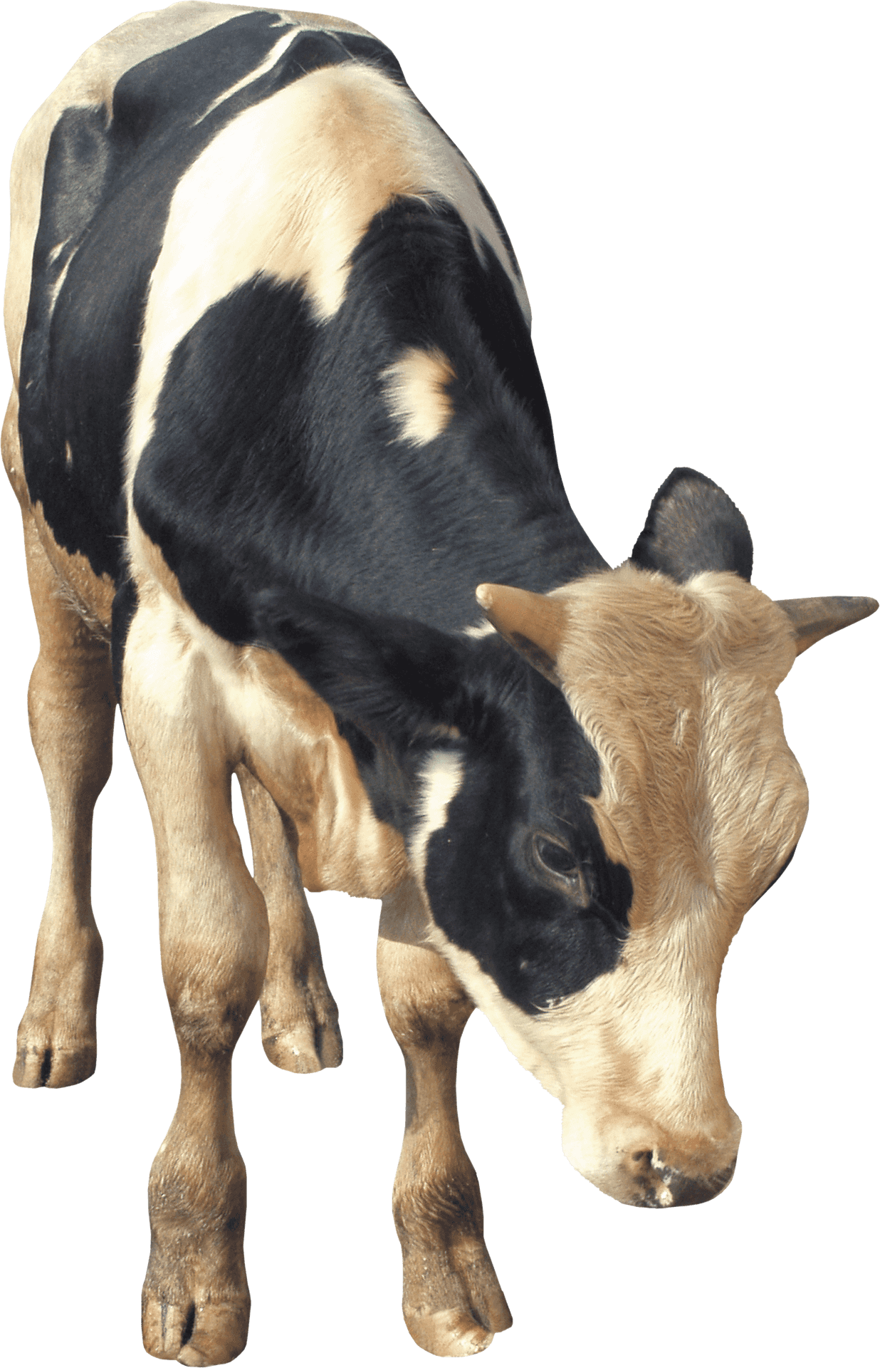 Blackand White Cow Grazing.png PNG Image