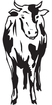 Blackand White Cow Illustration PNG Image