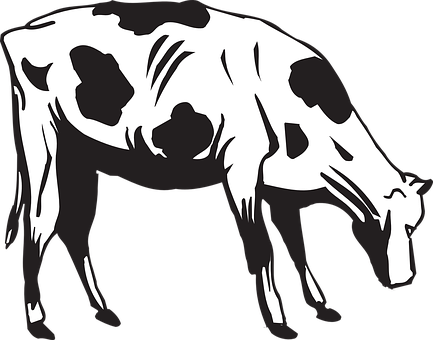 Blackand White Cow Illustration PNG Image