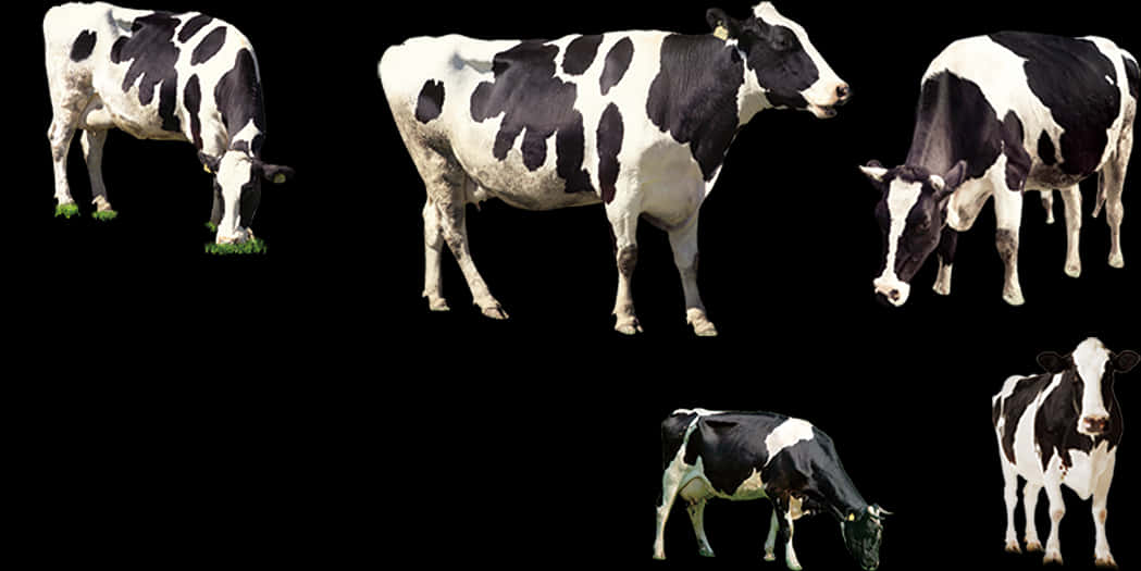 Blackand White Cows Collection PNG Image