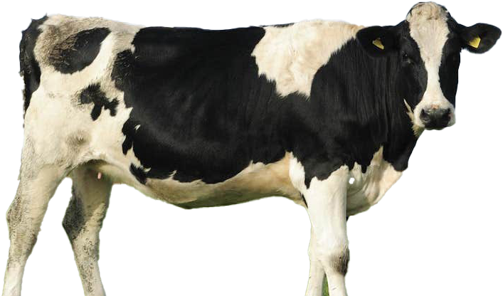 Blackand White Dairy Cow Standing PNG Image