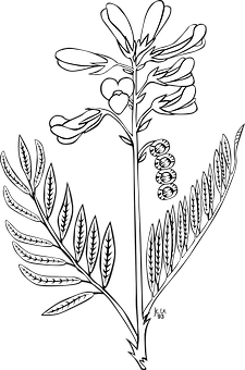 Blackand White Floral Illustration PNG Image