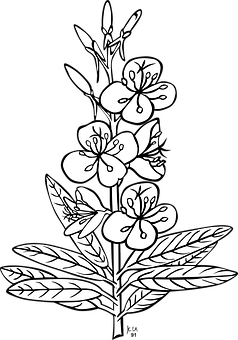 Blackand White Floral Illustration PNG Image