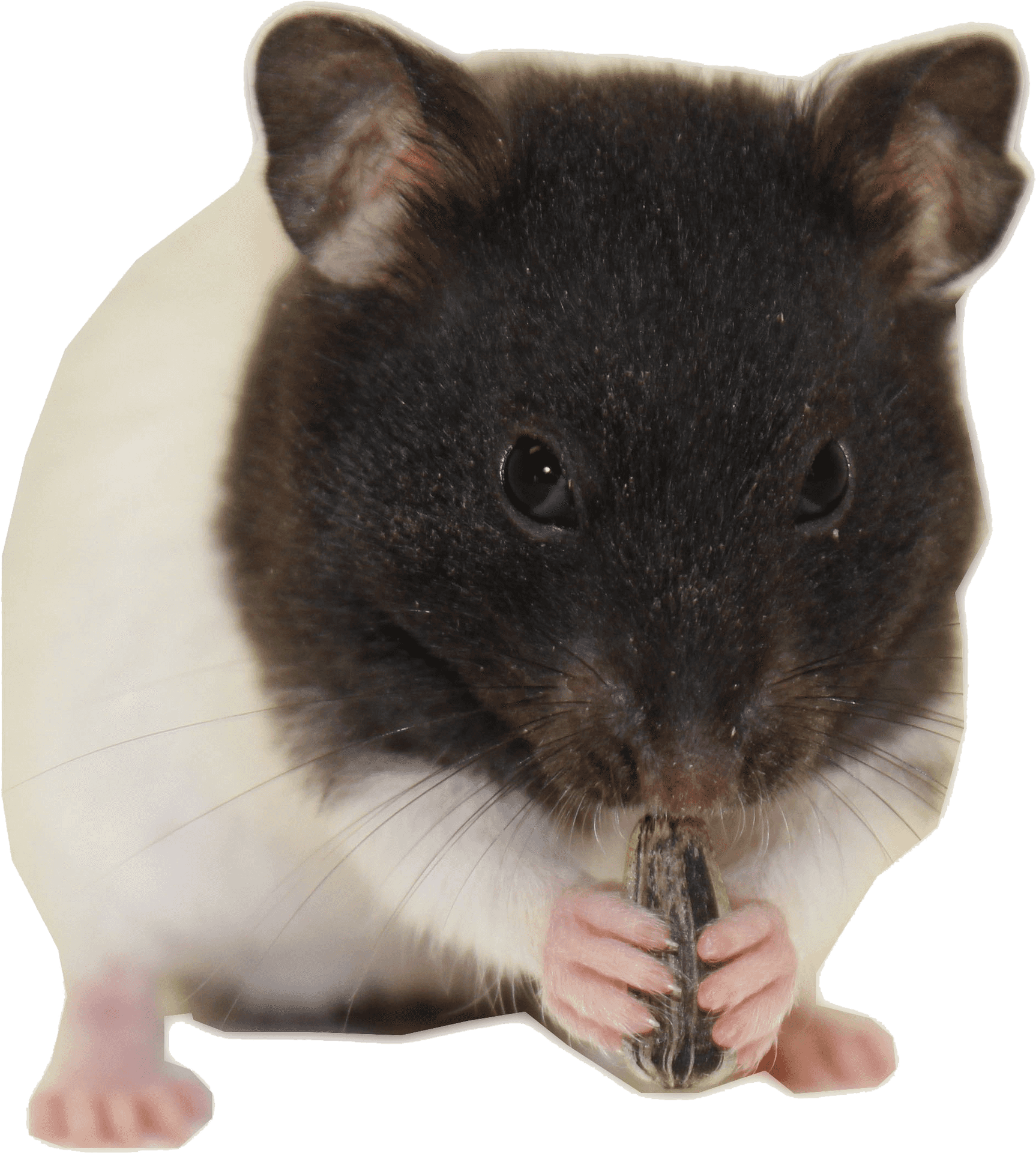 Blackand White Hamster Eating Seed.png PNG Image