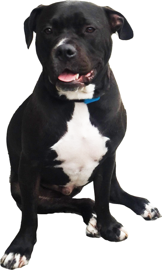 Blackand White Pitbull Dog Sitting PNG Image