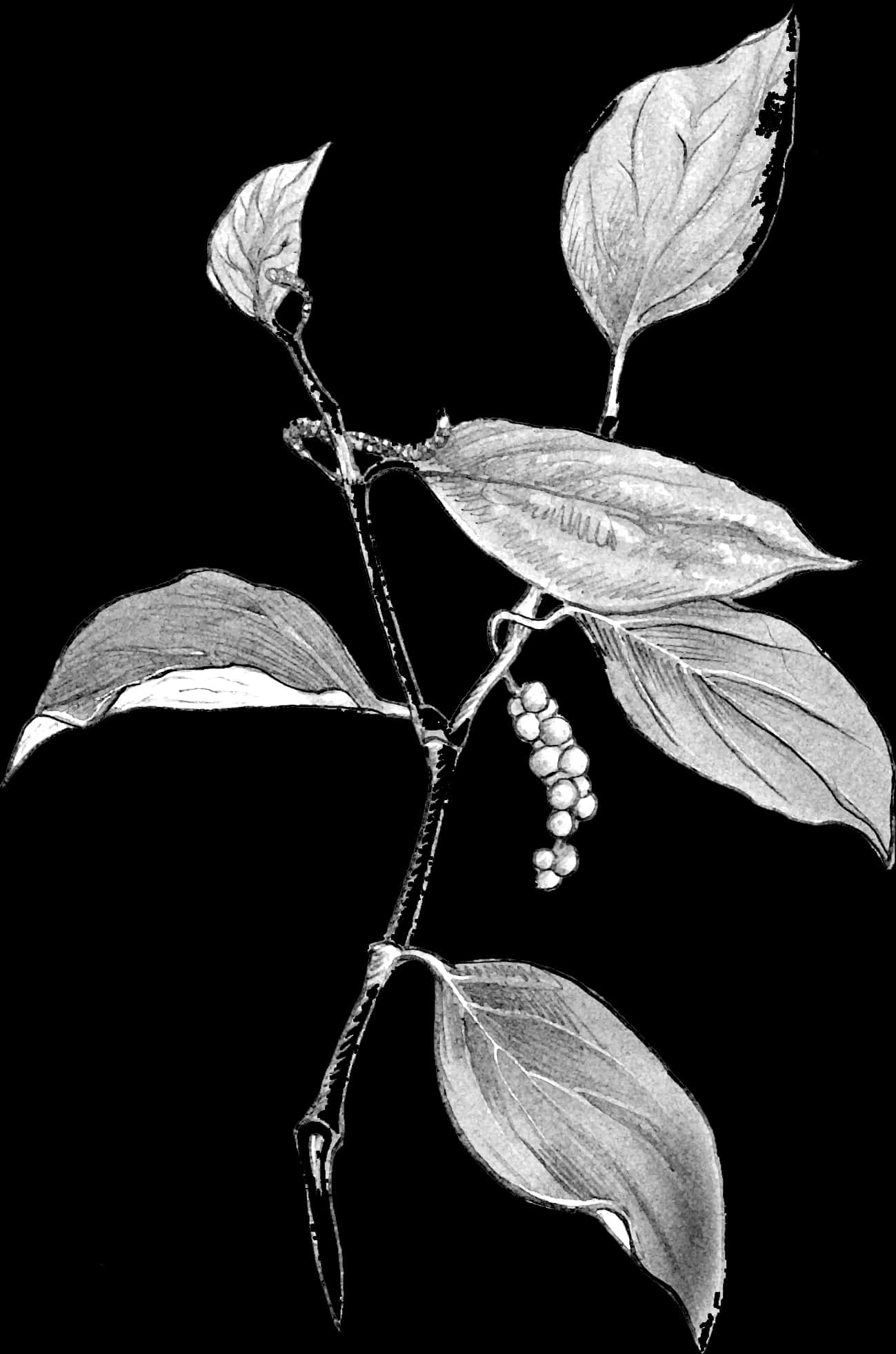 Blackand White Plant Illustration PNG Image