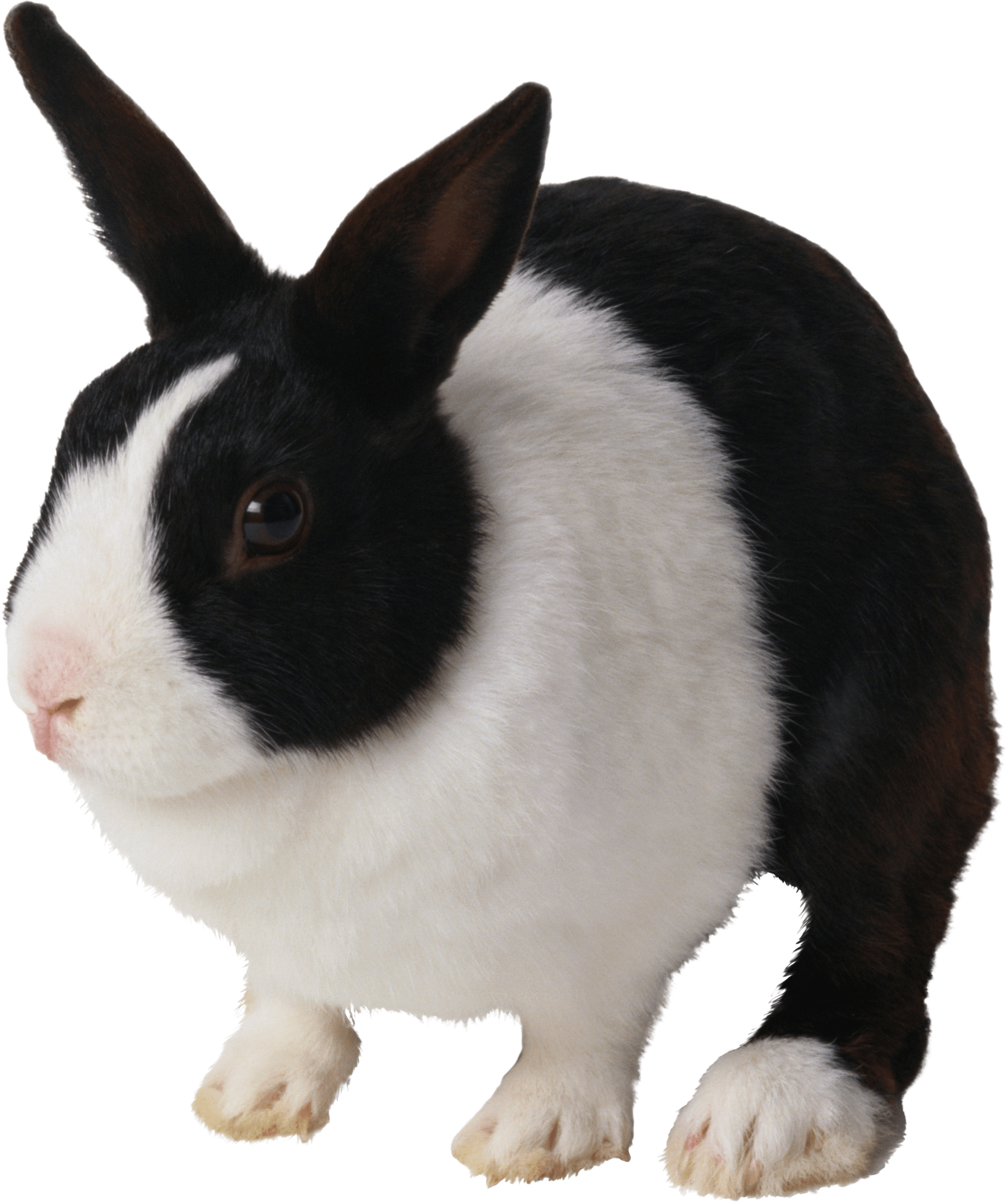 Blackand White Rabbit PNG Image