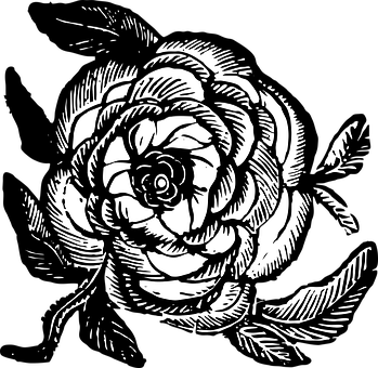 Blackand White Rose Illustration PNG Image