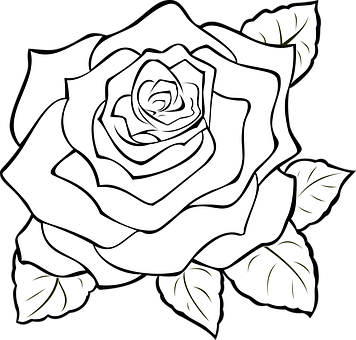 Blackand White Rose Line Art PNG Image