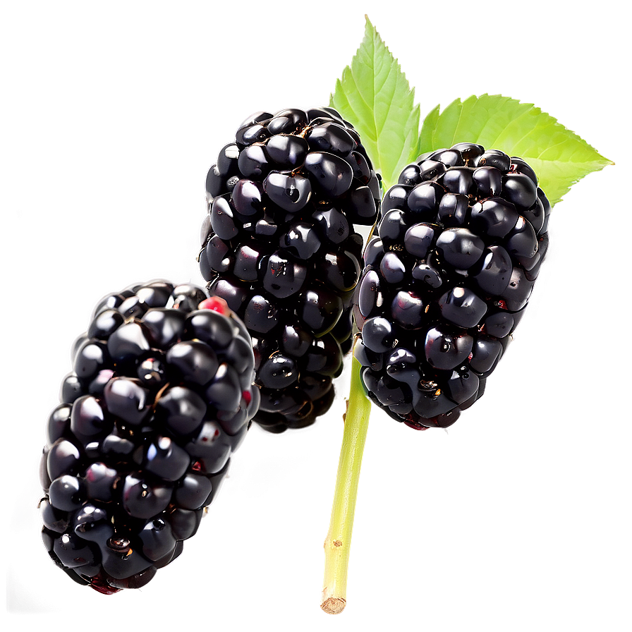 Blackberry Field Png Lvl PNG Image