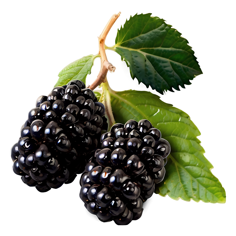 Blackberry Garden Png 23 PNG Image