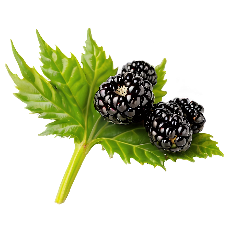 Blackberry Isolated Png 12 PNG Image