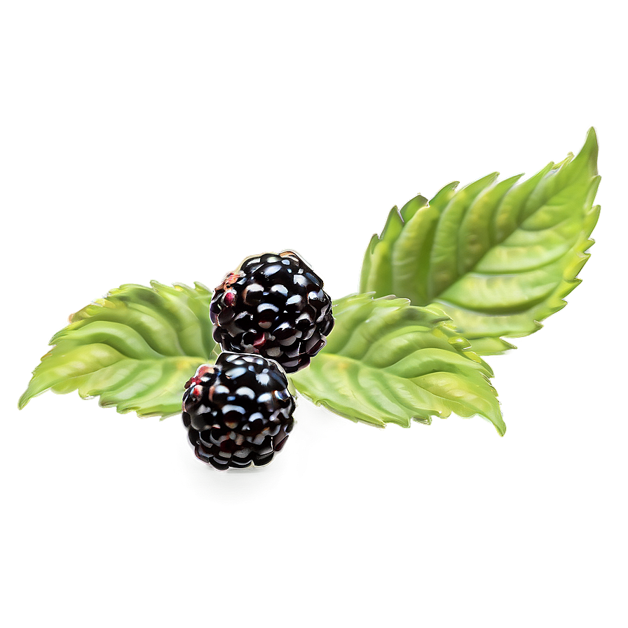 Blackberry Jam Ingredient Png 05232024 PNG Image