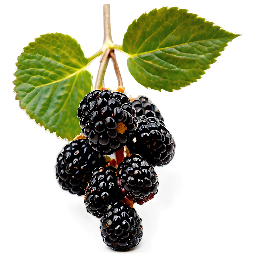 Blackberry On Branch Png 05232024 PNG Image