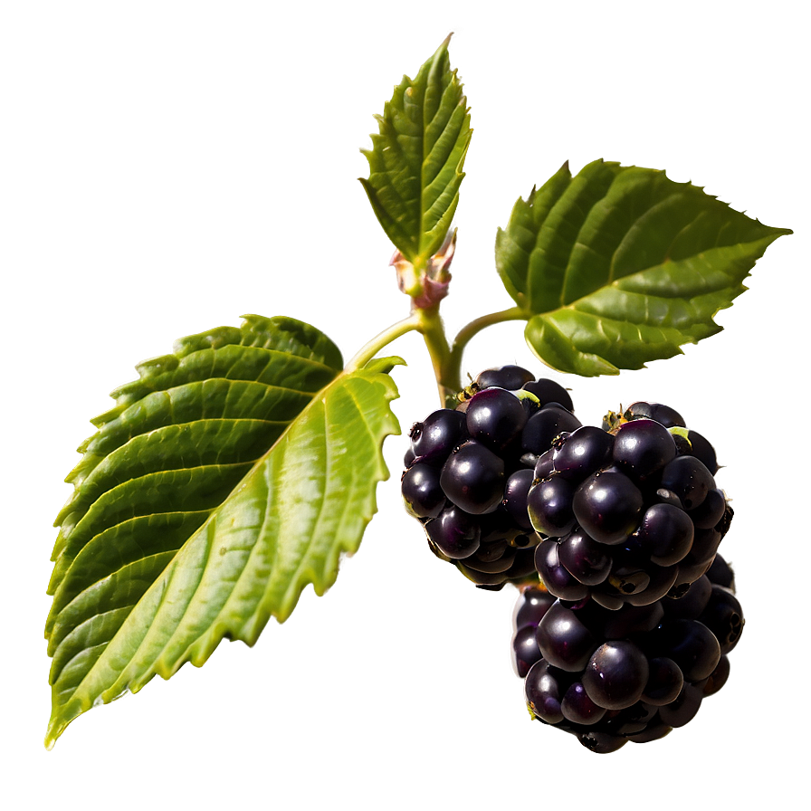 Blackberry Plant Png 32 PNG Image