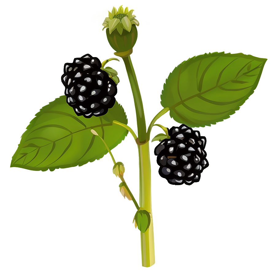 Blackberry Plant Png Xue91 PNG Image