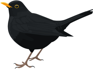 Blackbird Vector Illustration PNG Image