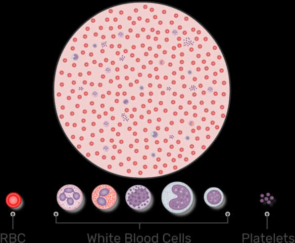 Blood Cell Components Illustration PNG Image