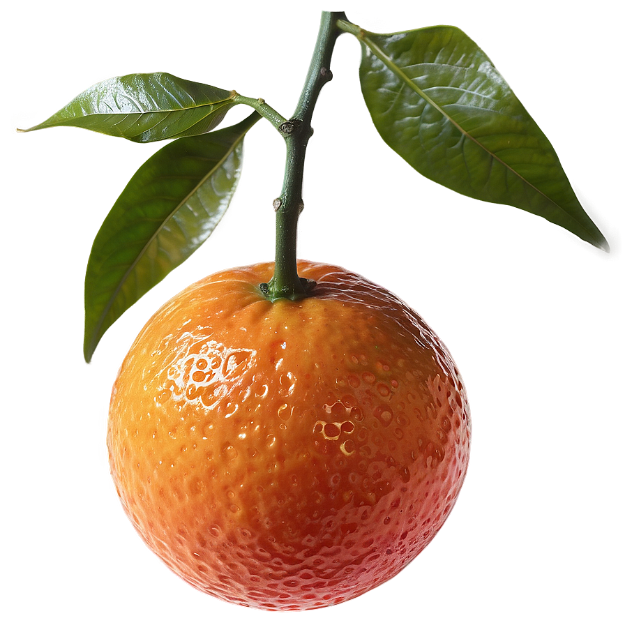 Blood Orange On Branch Png Tfb9 PNG Image