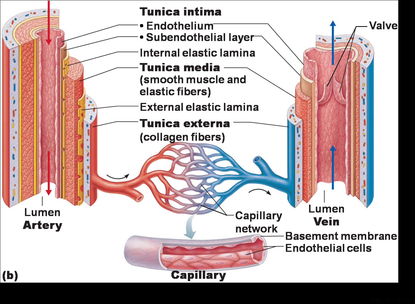 Blood_ Vessel_ Structure_ Diagram PNG Image