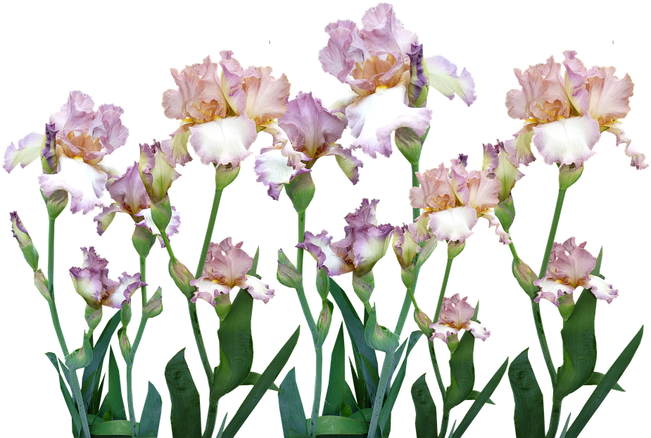 Blooming Bearded Iris Collection PNG Image