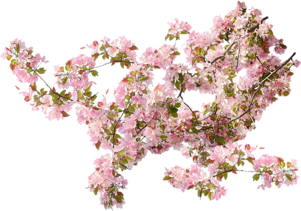 Blooming Cherry Blossom Branches.png PNG Image